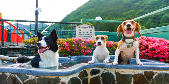 3つのドッグランを持つ愛犬・愛猫の宿 きぬ川国際ホテル