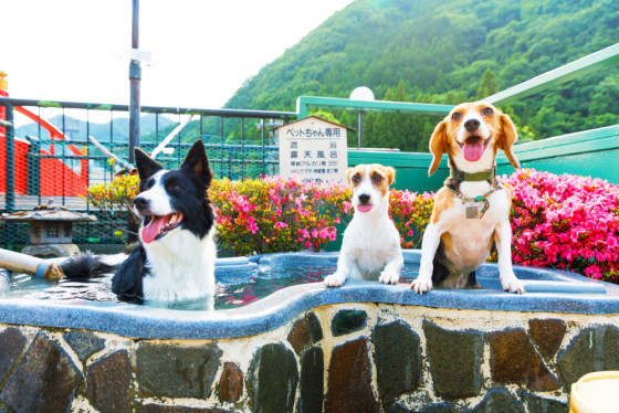 3つのドッグランを持つ愛犬・愛猫の宿 きぬ川国際ホテル